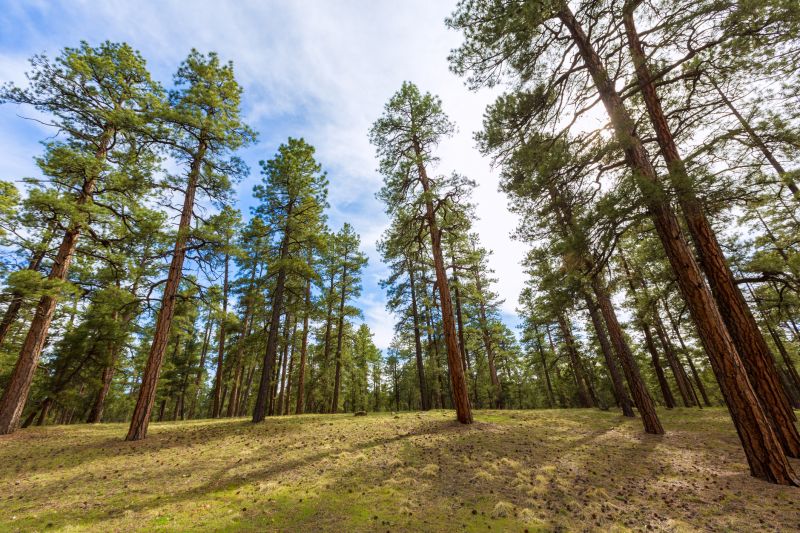 Pine Trees Clearing