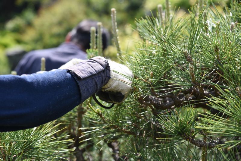Pine Trees Clearing