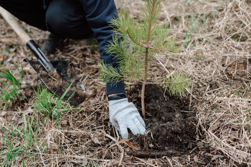 Pine Trees Clearing