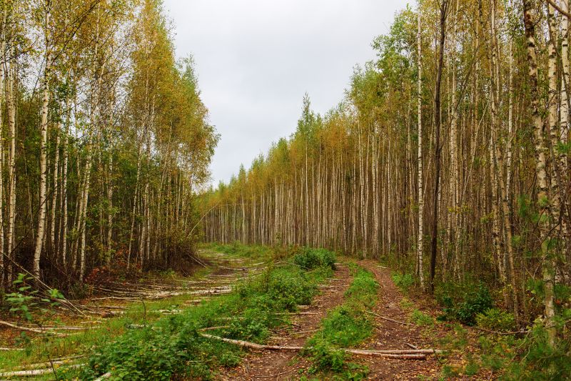 Forest Pathway Among Pines