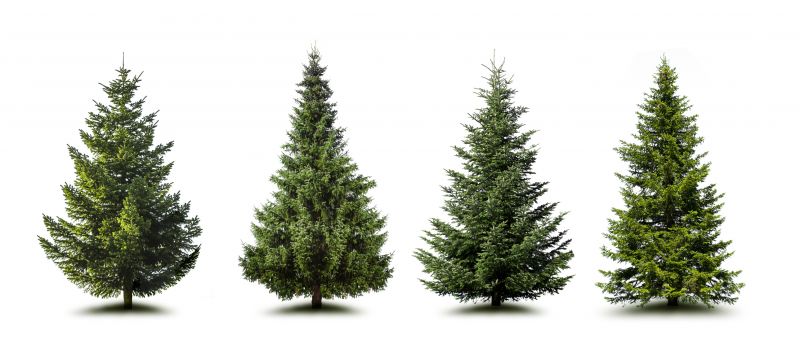 Products For Pine Trees Clearings in use