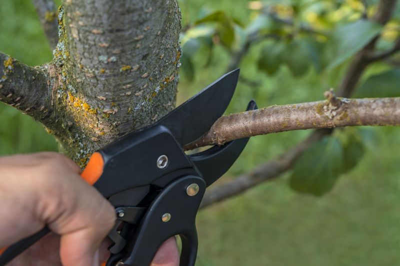 Spruce Tree Removal in Reno, NV