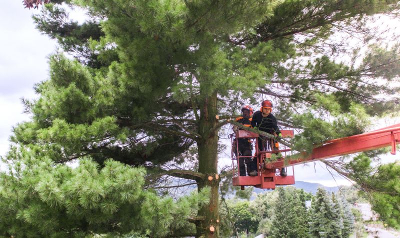 Local Pine Trees Clearing pros at work